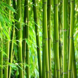 竹纤维